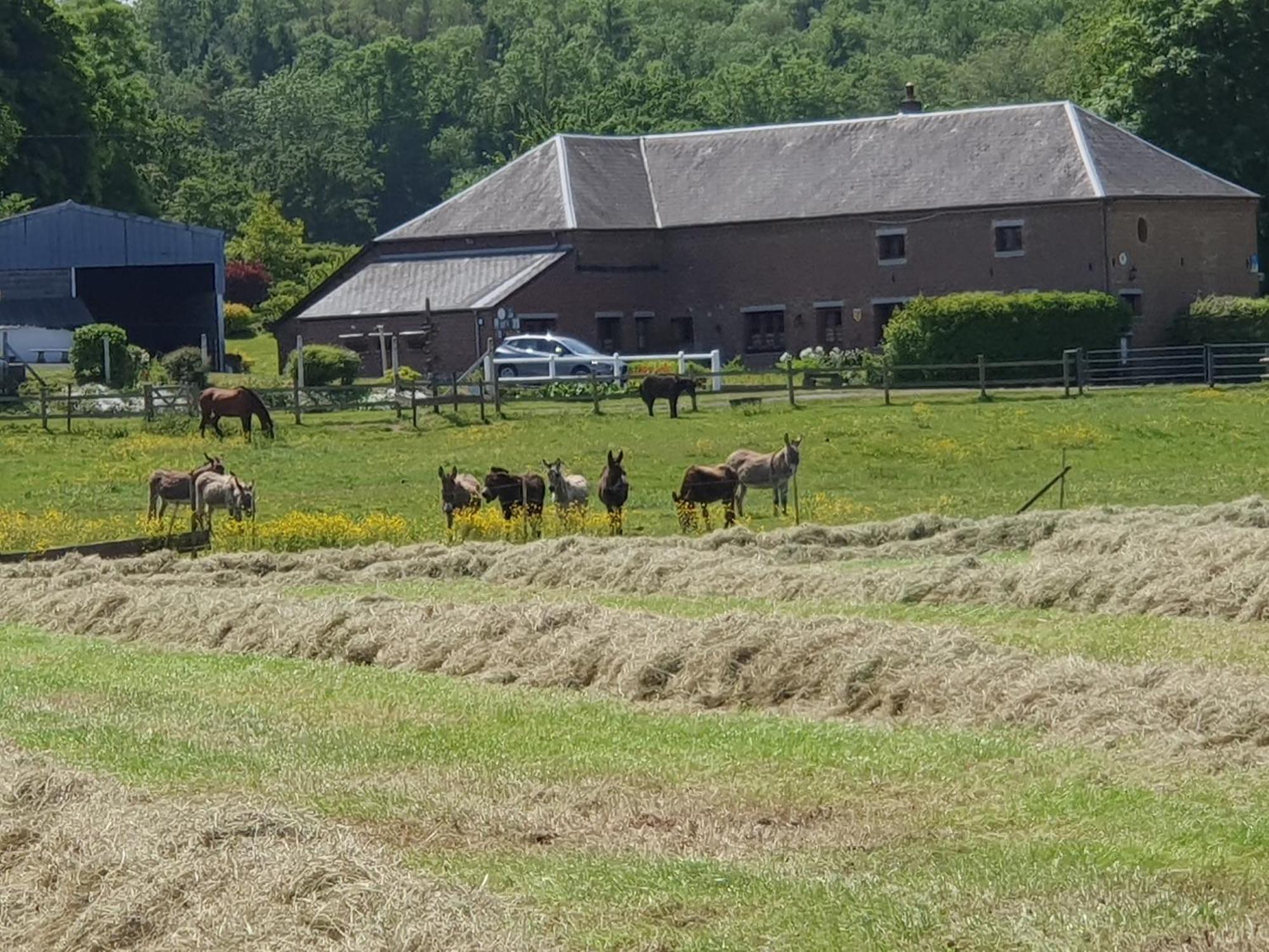 Les Mout'Anes Bed and Breakfast Saint-Hilaire-sur-Helpe Eksteriør billede
