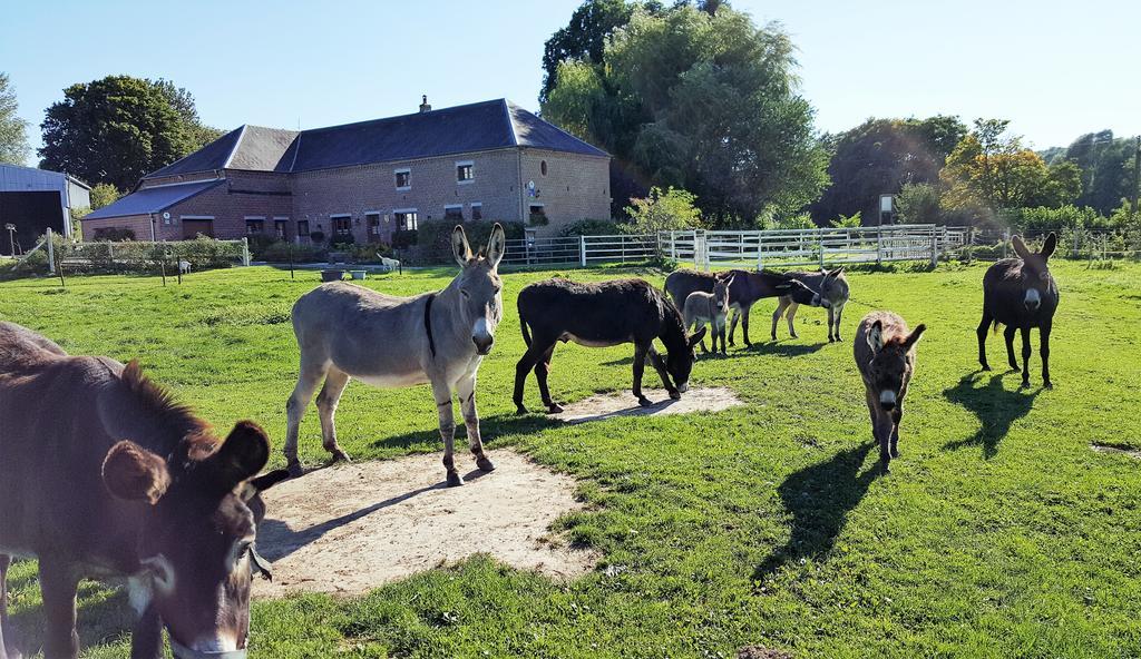 Les Mout'Anes Bed and Breakfast Saint-Hilaire-sur-Helpe Eksteriør billede