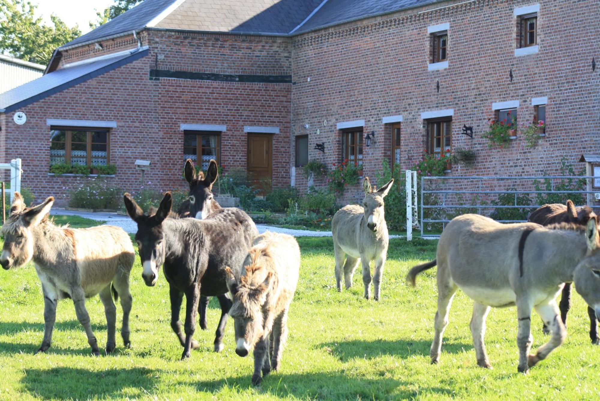 Les Mout'Anes Bed and Breakfast Saint-Hilaire-sur-Helpe Eksteriør billede
