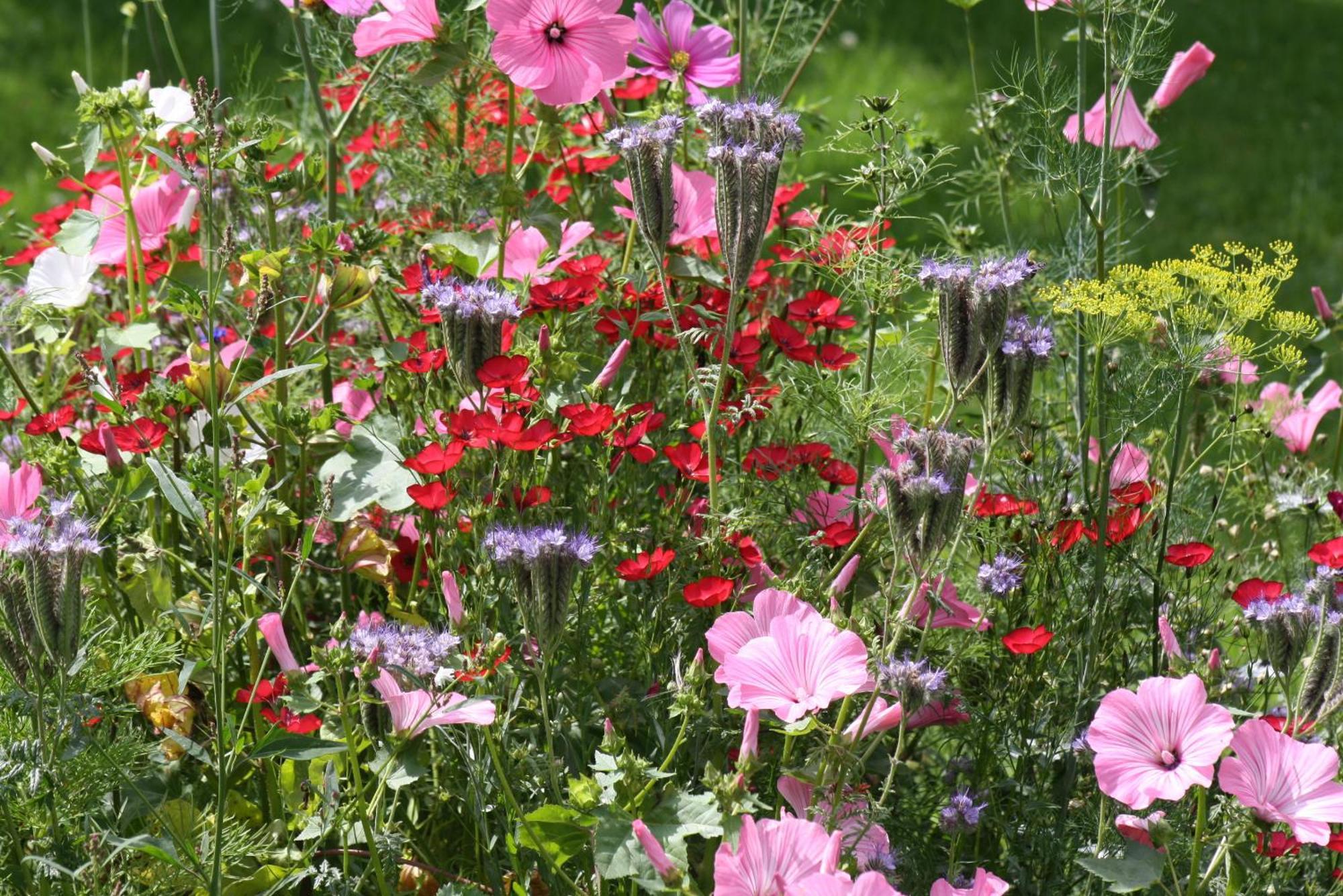 Les Mout'Anes Bed and Breakfast Saint-Hilaire-sur-Helpe Eksteriør billede